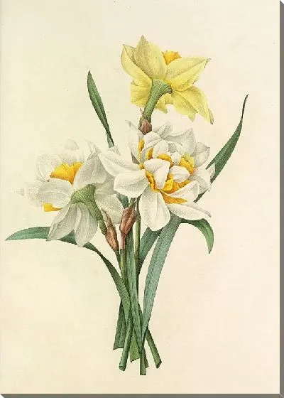 Картина Винтаж ботаника Редуте №18