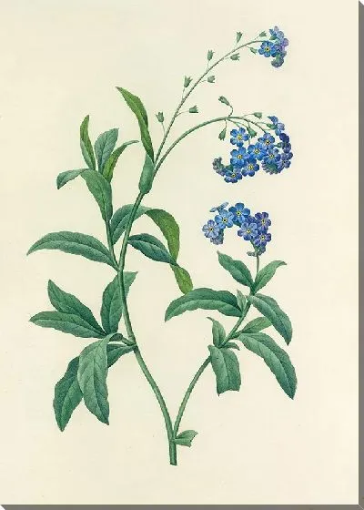 Картина Винтаж ботаника Редуте №19