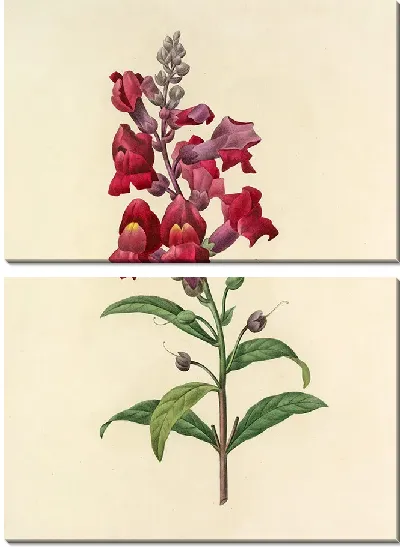 Картина Винтаж ботаника Редуте №20