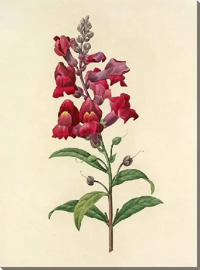 Картина Винтаж ботаника Редуте №20