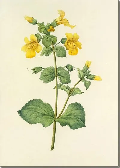 Картина Винтаж ботаника Редуте №21