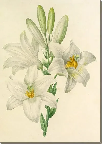 Картина Винтаж ботаника Редуте №24