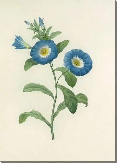 Картина Винтаж ботаника Редуте №26