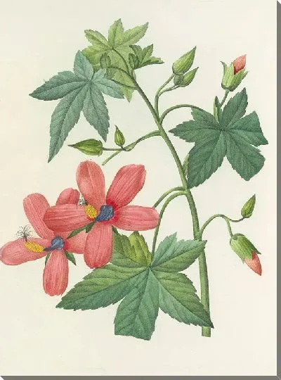 Картина Винтаж ботаника Редуте №28