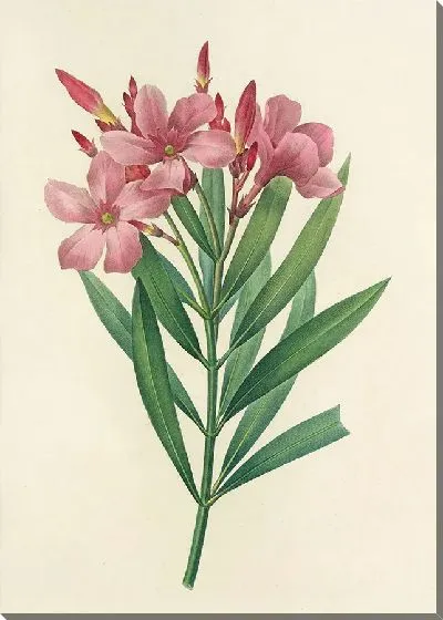 Картина Винтаж ботаника Редуте №29