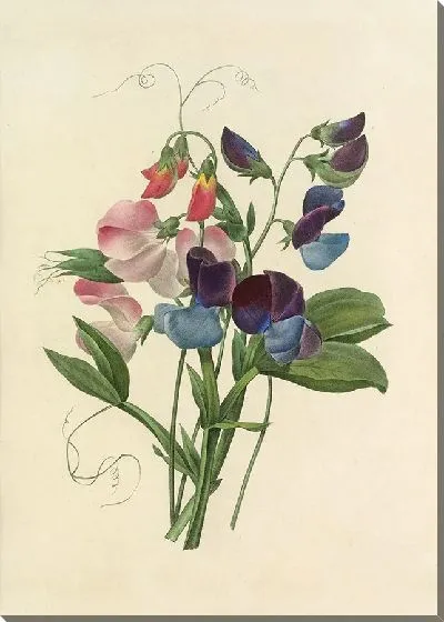 Картина Винтаж ботаника Редуте №30