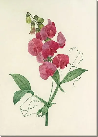 Картина Винтаж ботаника Редуте №31