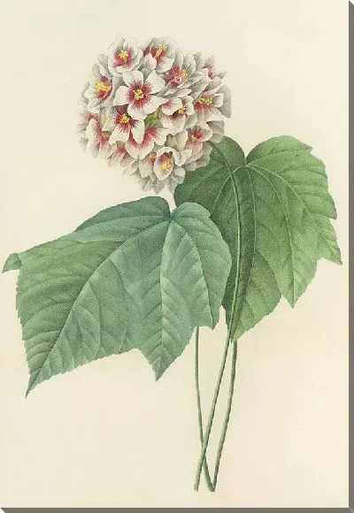 Картина Винтаж ботаника Редуте №33