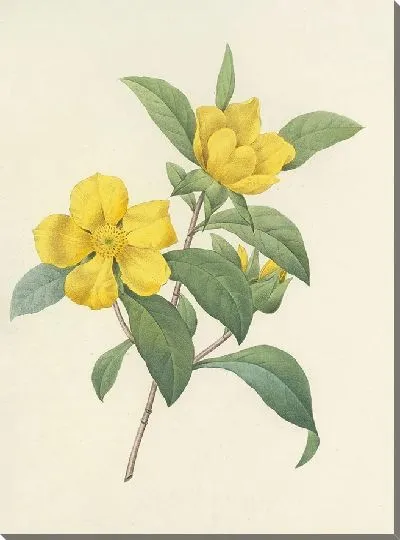 Картина Винтаж ботаника Редуте №34