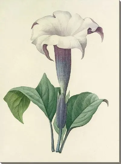 Картина Винтаж ботаника Редуте №35