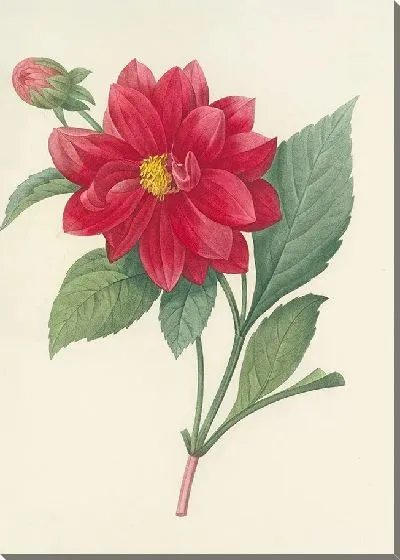 Картина Винтаж ботаника Редуте №36