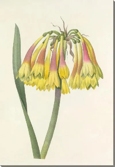 Картина Винтаж ботаника Редуте №38