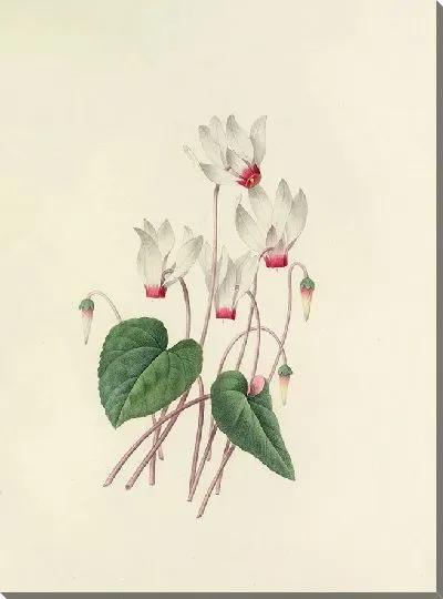 Картина Винтаж ботаника Редуте №39