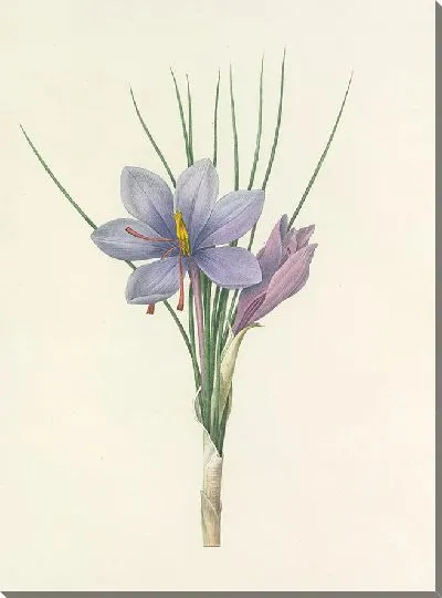 Картина Винтаж ботаника Редуте №40