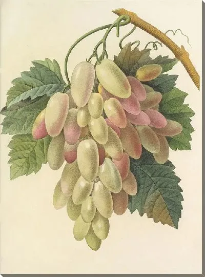 Картина Винтаж ботаника Редуте №41