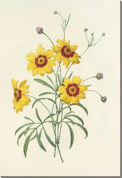 Картина Винтаж ботаника Редуте №42