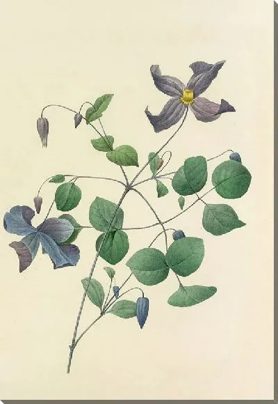 Картина Винтаж ботаника Редуте №43