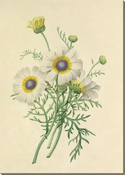 Картина Винтаж ботаника Редуте №44