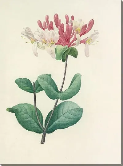 Картина Винтаж ботаника Редуте №45