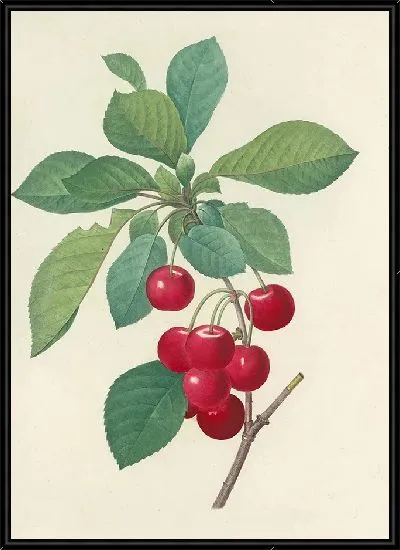 Картина Винтаж ботаника Редуте №46