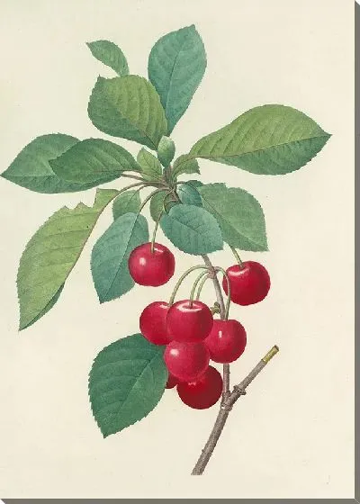 Картина Винтаж ботаника Редуте №46