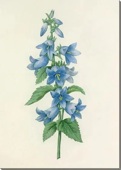 Картина Винтаж ботаника Редуте №47