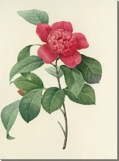 Картина Винтаж ботаника Редуте №48