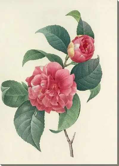 Картина Винтаж ботаника Редуте №49