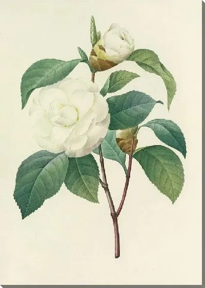 Картина Винтаж ботаника Редуте №50