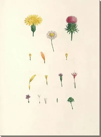Картина Винтаж ботаника Редуте №55