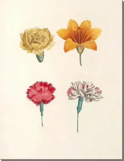 Картина Винтаж ботаника Редуте №56