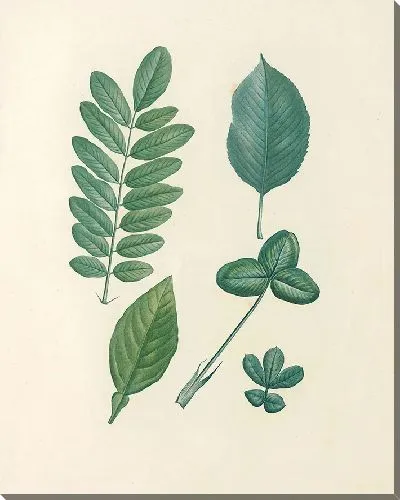 Картина Винтаж ботаника Редуте №57