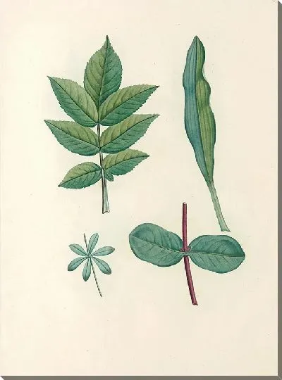 Картина Винтаж ботаника Редуте №58