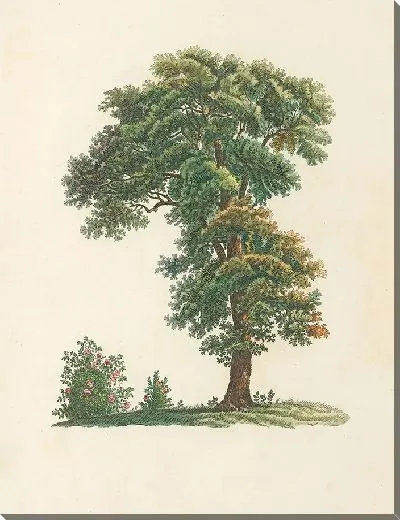 Картина Винтаж ботаника Редуте №59