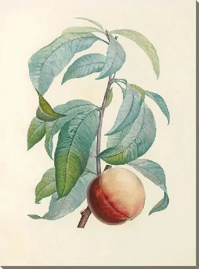 Картина Винтаж ботаника Редуте №60