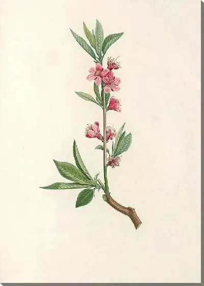 Картина Винтаж ботаника Редуте №61