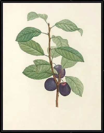 Картина Винтаж ботаника Редуте №62