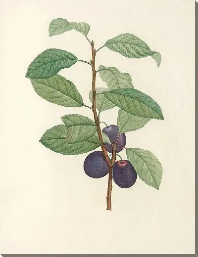 Картина Винтаж ботаника Редуте №62