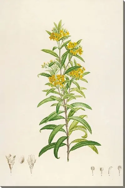 Картина Винтаж ботаника Редуте №63