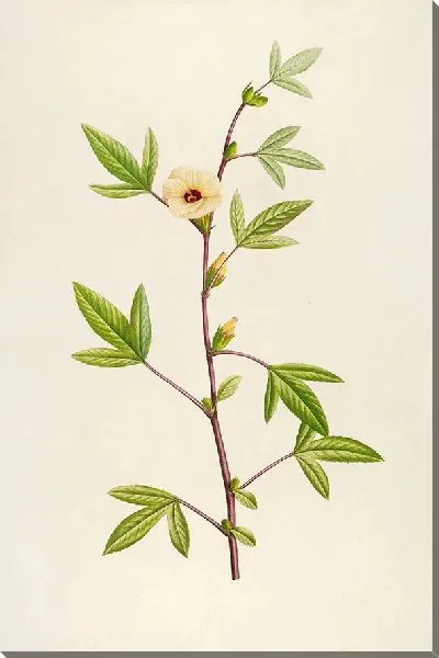 Картина Винтаж ботаника Редуте №64