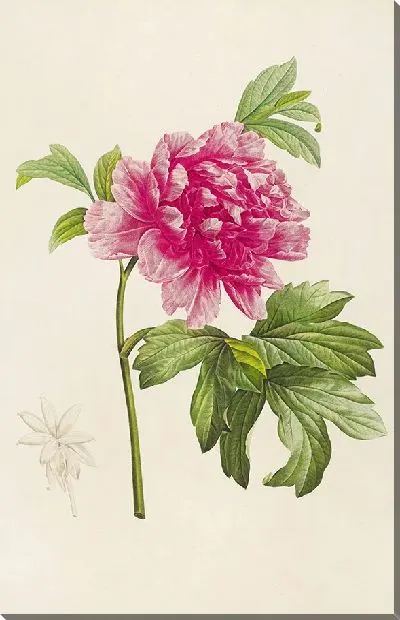 Картина Винтаж ботаника Редуте №65