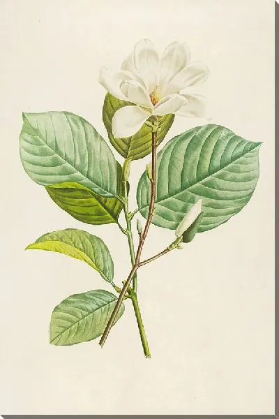 Картина Винтаж ботаника Редуте №66
