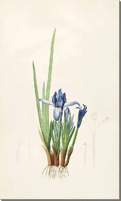 Картина Винтаж ботаника Редуте №67