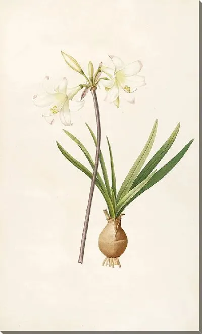 Картина Винтаж ботаника Редуте №68