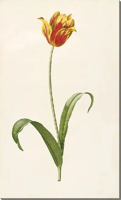 Картина Винтаж ботаника Редуте №70