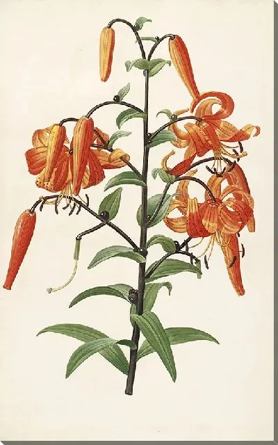 Картина Винтаж ботаника Редуте №72