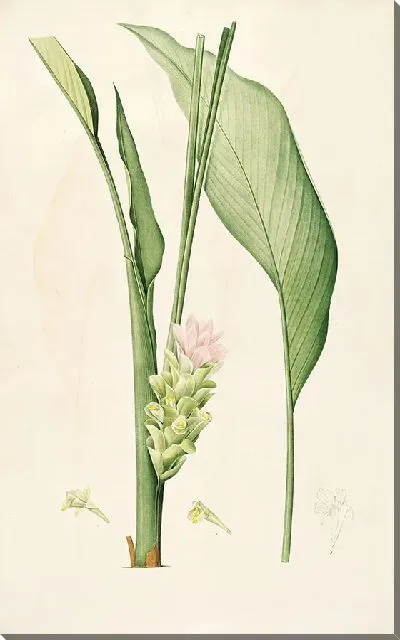 Картина Винтаж ботаника Редуте №73