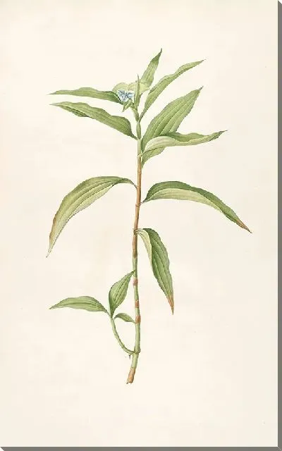 Картина Винтаж ботаника Редуте №74