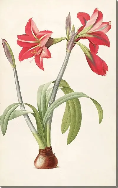 Картина Винтаж ботаника Редуте №75