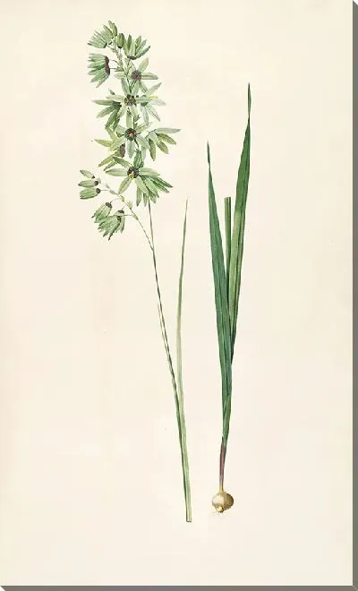 Картина Винтаж ботаника Редуте №76